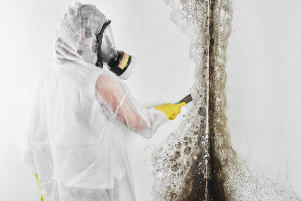 Best Affordable Mold Removal  in Byron, IL