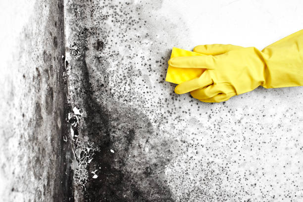 Best Mold Remediation  in Byron, IL