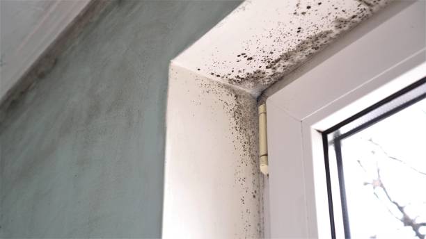 Best Professional Mold Removal  in Byron, IL