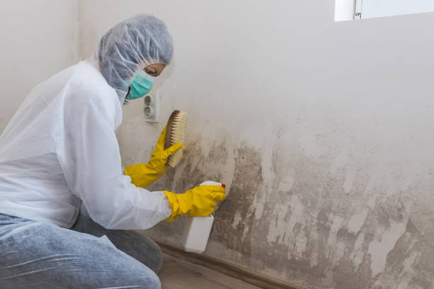 Best Certified Mold Removal  in Byron, IL