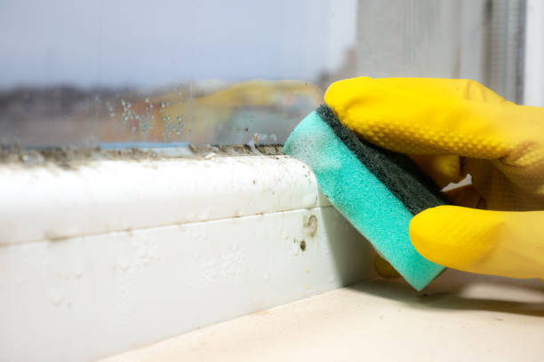 Best Emergency Mold Removal  in Byron, IL