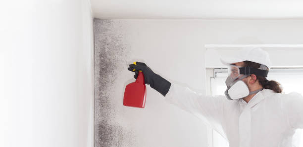Best Black Mold Removal  in Byron, IL