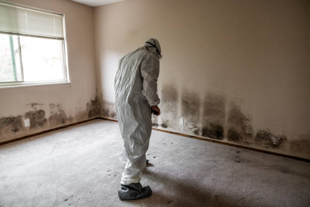 Byron, IL Mold Removal Company