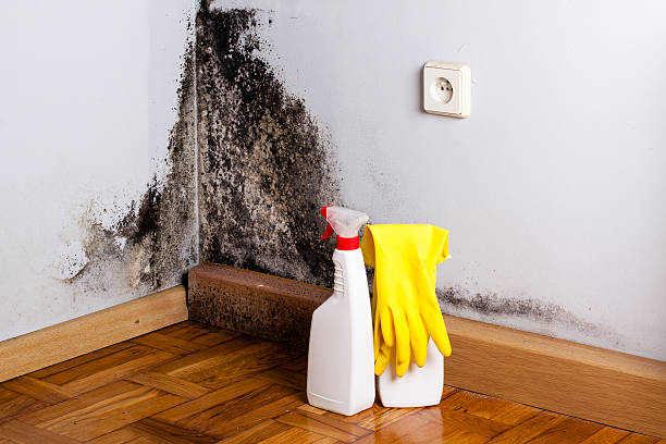 Mold Removal and Inspection in Byron, IL