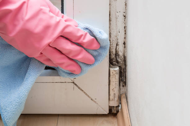Best Mold Remediation Services  in Byron, IL