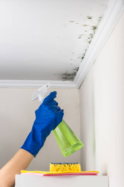 Best Toxic Mold Removal  in Byron, IL