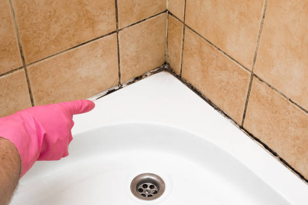 Best Mold Removal Near Me  in Byron, IL