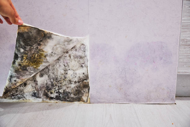 Best Residential Mold Removal  in Byron, IL